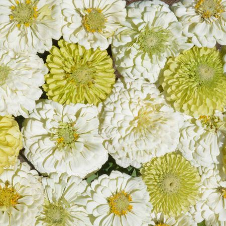 Key Lime Pie, Zinnia Seeds - Packet image number null